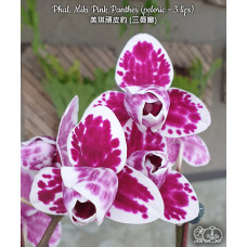 Орхидея Phal. Fusheng Black Peacock 5578 big lip уценка - купить
